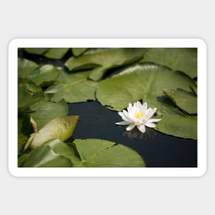 Beautiful white waterlily in the Danube Delta, Romania, on summer day Sticker